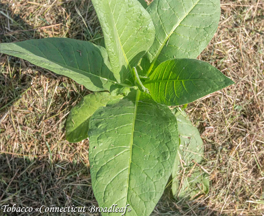 Tobacco Connecticut Broadleaf
